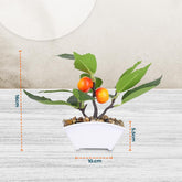 Kuber Industries Artificial Plants for Home Décor|Natural Looking Indoor Fake Plants with Pot|Artificial Flowers for Decoration (Orange)